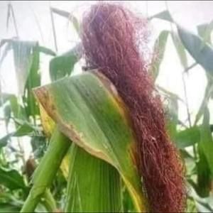 Meet your Posher, Cathy